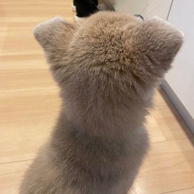 魅惑の後頭部　画像提供／あさぎさん