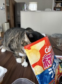 ポテトチップスの袋に残った油をなめようとして袋を頭からかぶったまま歩き回り、家族を大笑いさせたことも（「首フリフリ♪」さん提供）