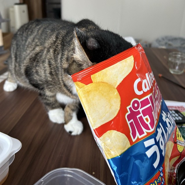 ポテトチップスの袋に残った油をなめようとして袋を頭からかぶったまま歩き回り、家族を大笑いさせたことも（「首フリフリ♪」さん提供）