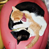 保護後、少しずつ家での暮らしに慣れていった美晴ちゃん（画像提供：Atsusi_Miharuさん）