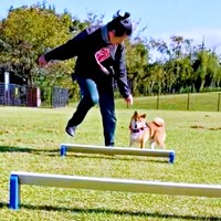 ハードルにチャレンジするおだしくん。このあと意外な展開にーー（画像提供：柴犬おだしさん）
