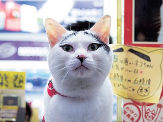 末広がり八の字まゆ、福を招く　たばこ屋の看板猫「ハチ」