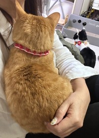 飼い主さんにべったりのちまきくん（「柴犬エンと猫のちまき」さん提供、Instagramよりキャプチャ撮影）