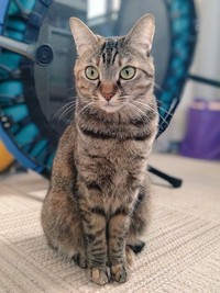 おあすまし顔が愛らしい会長（画像提供：猫、飼い始めましたさん）