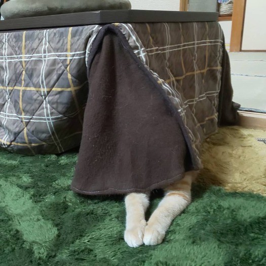 こたつでかくれんぼ