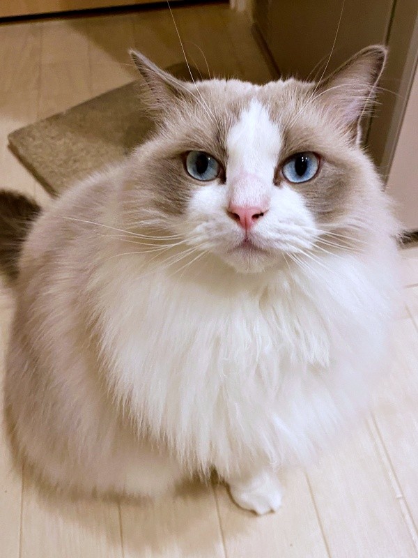 ブルーの瞳とふわふわの被毛が素敵なシャルくん（画像提供：しゃるどねこさん）