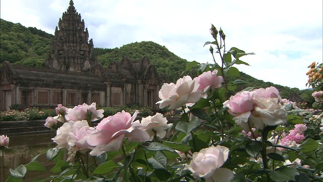 まるでアリスの気分に　四国最大のバラ園で10万本が咲き誇る　香川・丸亀市