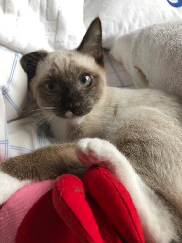 ビフォー。薄い茶（真弓さん提供）