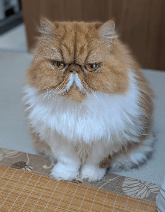 現在はフワフワになりました。画像提供：ぽぽにゃむと猫さん