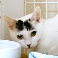 子猫時代、お迎え時のすみれちゃん（画像提供：さくら＆すみれさん）