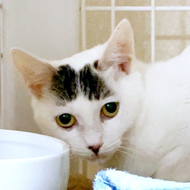 子猫時代、お迎え時のすみれちゃん（画像提供：さくら＆すみれさん）