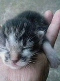 とーちゃんのハートを射抜いた赤ちゃんマースケ君。小さな頃は力が弱く、母乳争奪戦でよく取り残されていたそうです（Panyさん提供）