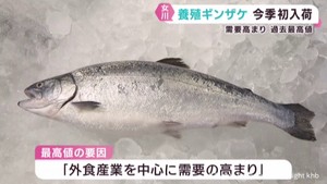 養殖ギンザケ初入荷　過去最高値で取引　宮城・女川魚市場