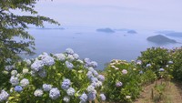 紫雲出山（三豊市）のアジサイ
