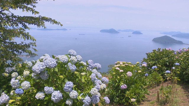紫雲出山（三豊市）のアジサイ
