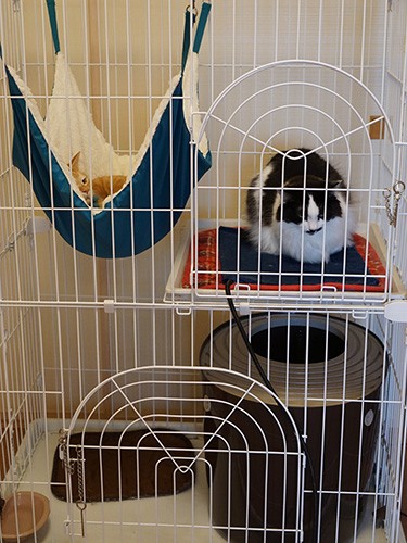 寝る時はケージで。安心して朝まで寝ます