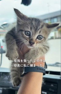 子猫は、トラックを運転していた男性に保護された（「迷い猫てんちゃん┃Ten」さん提供、Instagramよりキャプチャ撮影）