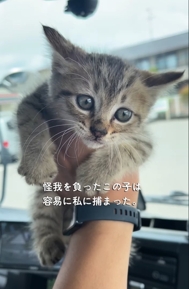 子猫は、トラックを運転していた男性に保護された（「迷い猫てんちゃん┃Ten」さん提供、Instagramよりキャプチャ撮影）