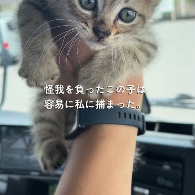 子猫は、トラックを運転していた男性に保護された（「迷い猫てんちゃん┃Ten」さん提供、Instagramよりキャプチャ撮影）