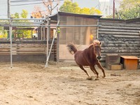 新しい砂を入れてもらい大喜びで走り回るカッピー（神戸市立王子動物園提供）
