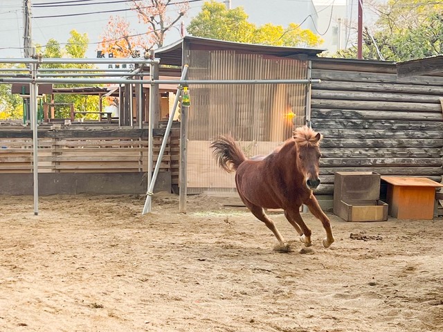 新しい砂を入れてもらい大喜びで走り回るカッピー（神戸市立王子動物園提供）