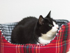 腎臓病の猫「ぽんた」を介護する日々　大変だがつらくはなかった（40）