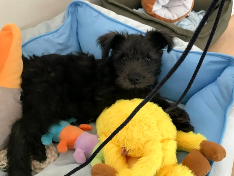 こんなにかわいい子をなでたり抱っこできないなんて……（お母さん提供）