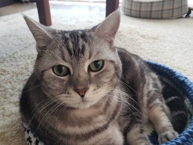 この手編みのネコベッド、気に入ったニャ～　アメショ「ふう太」