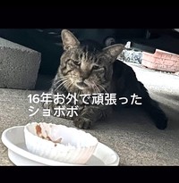 16年お外で頑張った元野良猫。ついに家猫に！（patapataokanさんさん提供、Instagramよりキャプチャ撮影）