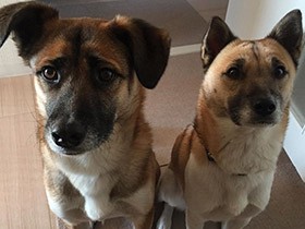 おやつ待ちでぎゅぎゅっと集合　雑種犬の「いちまつ」「いと」