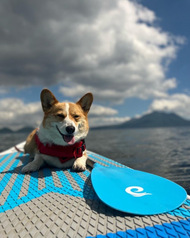 夏はSUPを楽しむこいたろうくん（画像提供:看板犬こいたろうと五天山ティーラボさん）