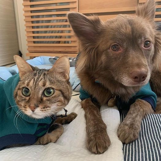 クリパの犬友のママが作ってくれたお揃いのお洋服　よく似合っています