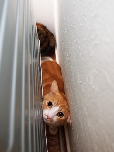 取材時には、洗濯機裏に隠れた2匹。このときもお兄ちゃんが前面に

