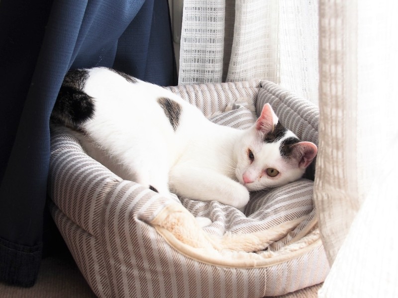 「何、かわいこぶってんの」と、お母さんに言われてしまった