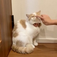 敏感なお鼻にタッチしても娘さんなら平気。しかし、パパさんの手が近づくと……（動画からキャプチャー／提供：エキゾのきなこさん。）