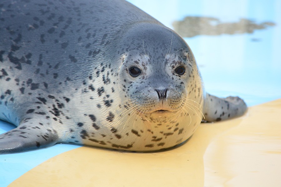 ひなたぼっこ後のふわふわアザラシ「ぬいぐるみ感が否めない」 可愛い