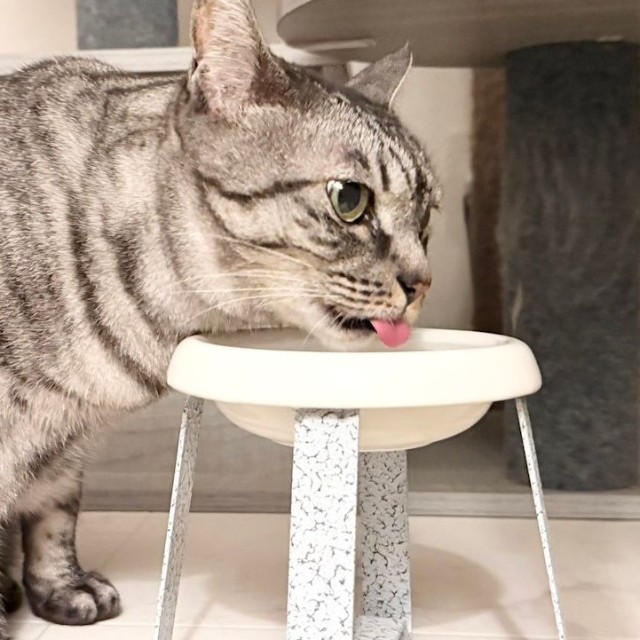 メルちゃんはコルちゃんのフードを狙うほどの食いしん坊さん。お水もしっかり飲んでてえらい（画像提供：コルメルさん）