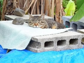 野良猫、地区で管理し「地域猫」に　ＴＮＲ、当番でエサやり
