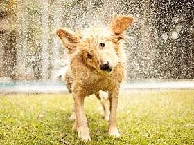 犬・猫が熱中症？　初期症状を見逃さず応急処置、急ぎ病院へ