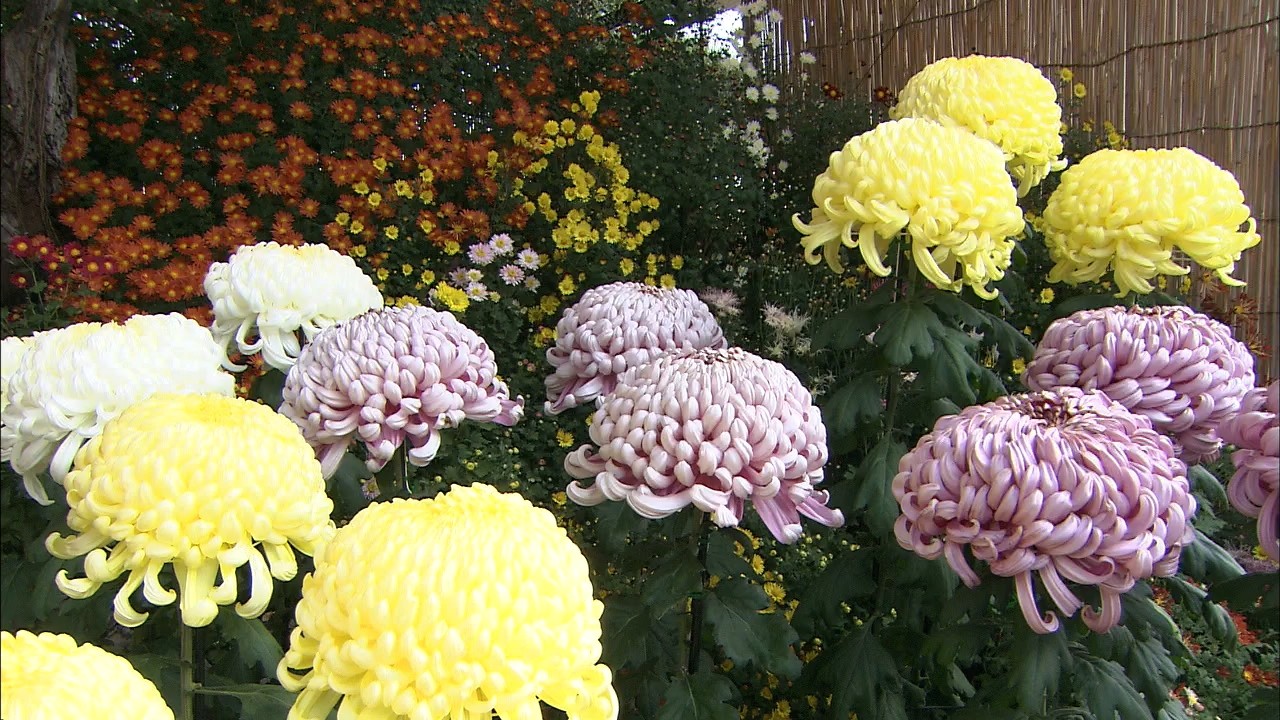 秋を彩る菊の花…大きさや色のバランス競う菊花展 高松市・玉藻公園