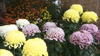 秋を彩る菊の花…大きさや色のバランス競う菊花展　高松市・玉藻公園