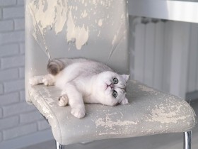 家具がボロボロ、伸びたツメが肉球にグサリ　ツメとぎしていても猫のツメ切りは必要？