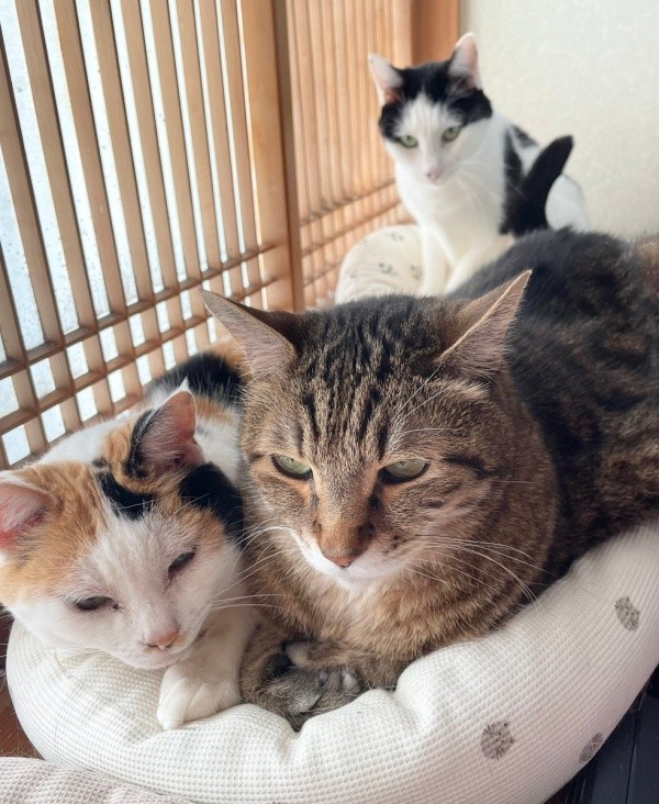 仲良くくつろぐこまちちゃん（奥）、みゅうちゃん（手前左）、まろくん（手前右）（画像提供：こまちさん）