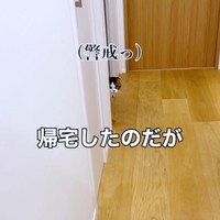 帰宅したパパを警戒するこたろうくん（画像提供：こたとつーちゃんと時々おたまさん）