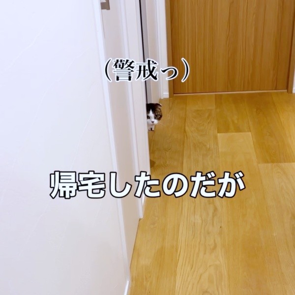 帰宅したパパを警戒するこたろうくん（画像提供：こたとつーちゃんと時々おたまさん）