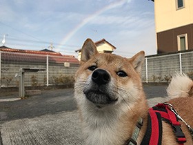 柴の保護犬「蘭丸」、手がかかるけど先住犬を失った涙を乾かす
