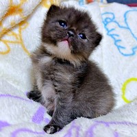 保護当時、キトンブルーの瞳が愛らしいゆにこちゃん（画像提供：まそっぷさん）