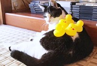 おっとりガールのちもこちゃん。ひよこのおもちゃを乗せられてもおすまし顔です（画像提供：ソラネコさんちさん）