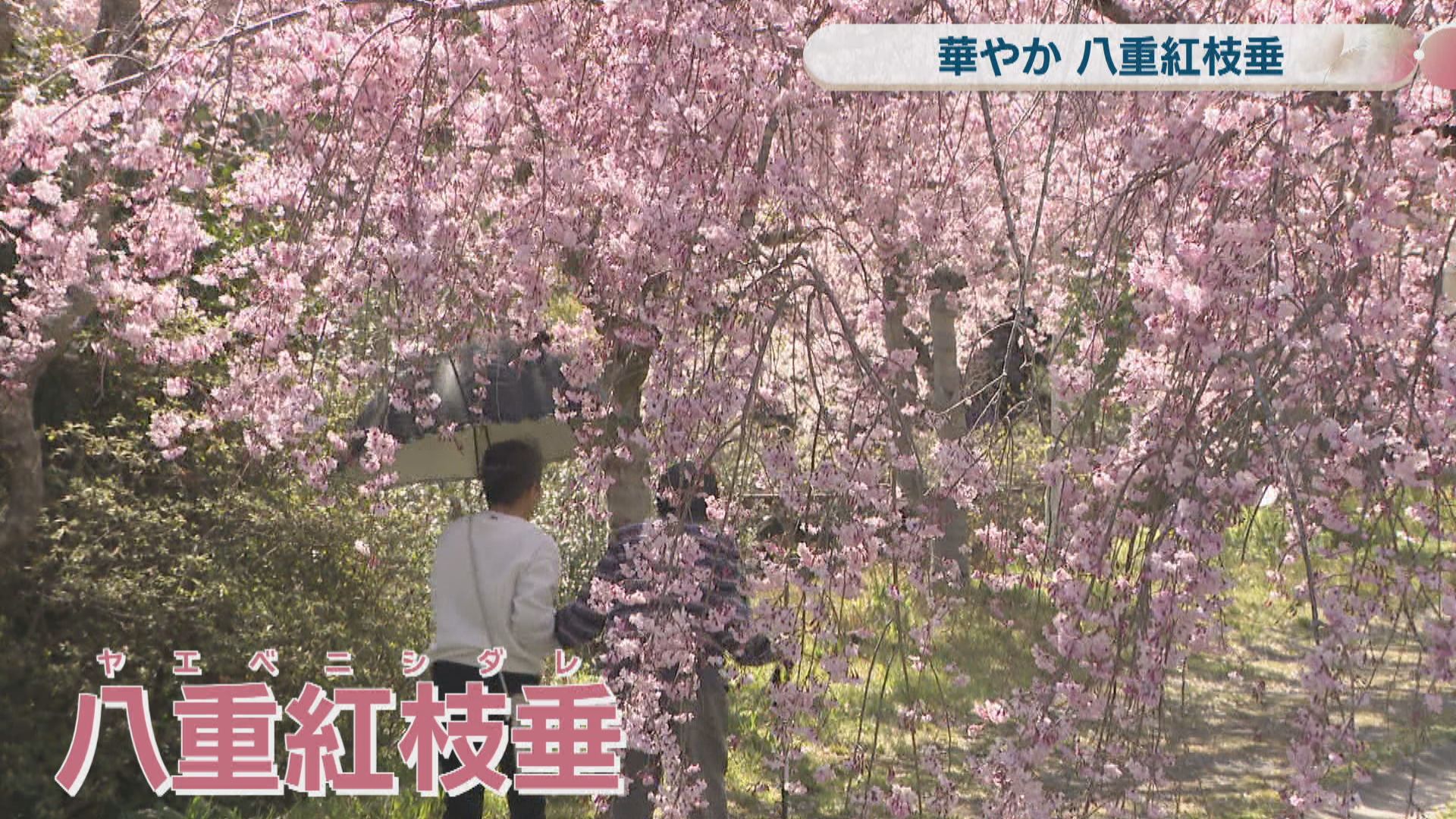 優美で繊細な八重紅枝垂が満開 濃いピンク色の花びらが重なる八重咲き