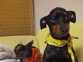 愛犬「ココ」とバルコニー女子会　語り合うことでよみがえった、先住犬との楽しい記憶